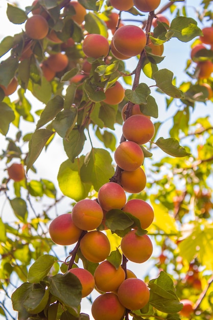 Albicocche appese ai rami degli alberi. Concetto di agricoltura e raccolta.