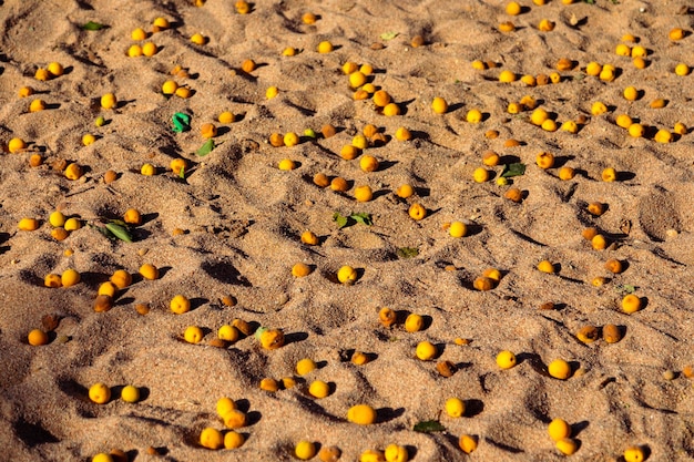 Albicocche biologiche mature a terra nella sabbia