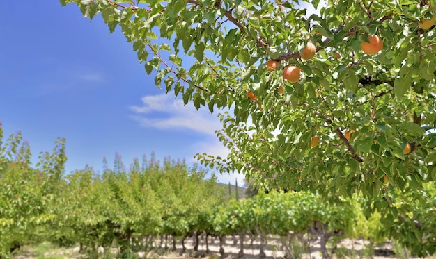 Albicocche che crescono nell'albero tra le foglie in un frutteto