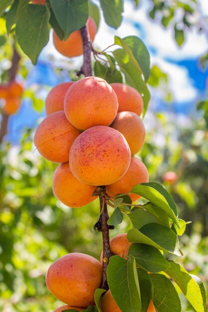 Albicocche. Concetto di agricoltura e raccolta. Frutti di albicocca in un frutteto.