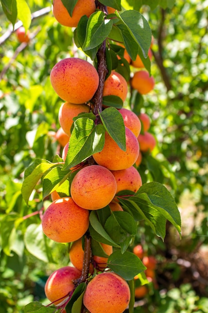 Albicocche. Concetto di agricoltura e raccolta. Frutti di albicocca in un frutteto.