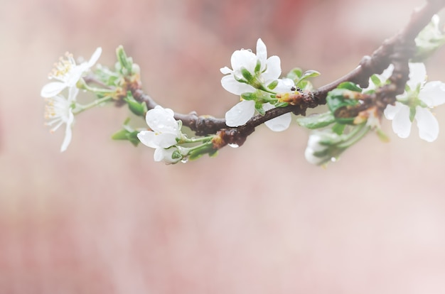 Albicocche fiori bianchi in primavera