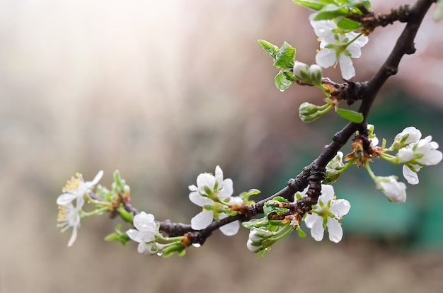 Albicocche fiori bianchi in primavera