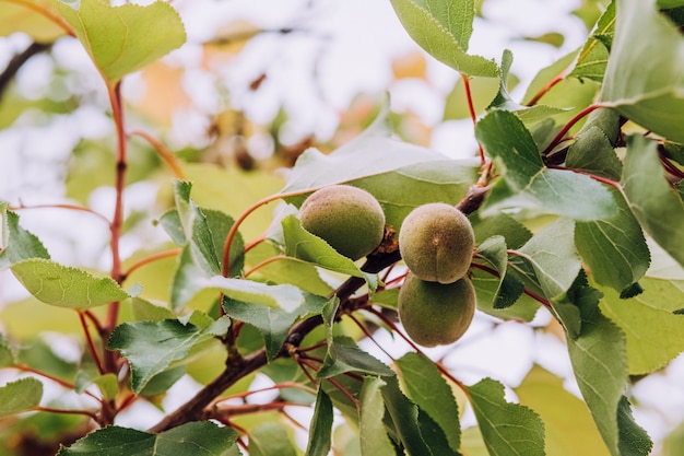 Albicocche giovani e verdi che appendono sul ramo di albero