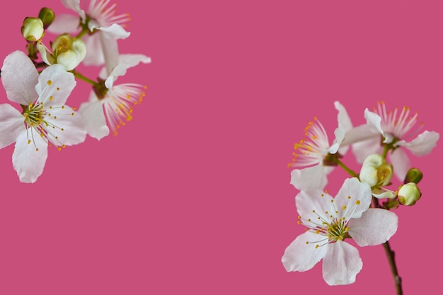 albicocche in fiore del ramo di un albero su un banner di sfondo rosa brillante per la pubblicità