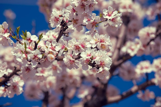 Albicocche in fiore Sfondo naturale di primavera