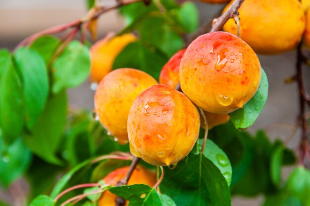 Albicocche organiche fresche mature con le gocce dell'acqua su un ramo di albero.