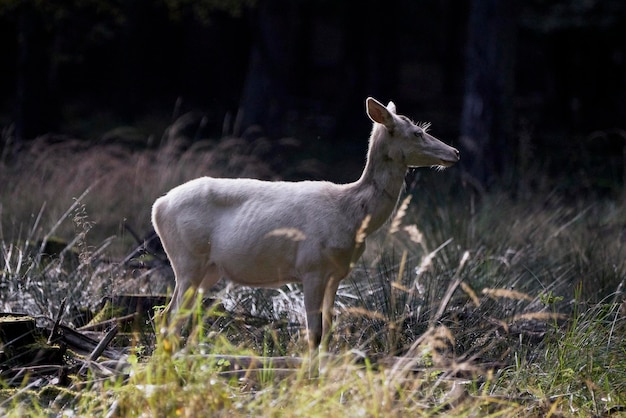 Albino cervo bianco nella foresta