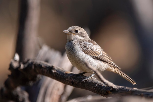 Alcaudon Woodchat Lanius senatore Malaga Spagna