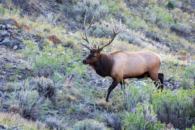 Alce o Wapiti Cervus canadensis