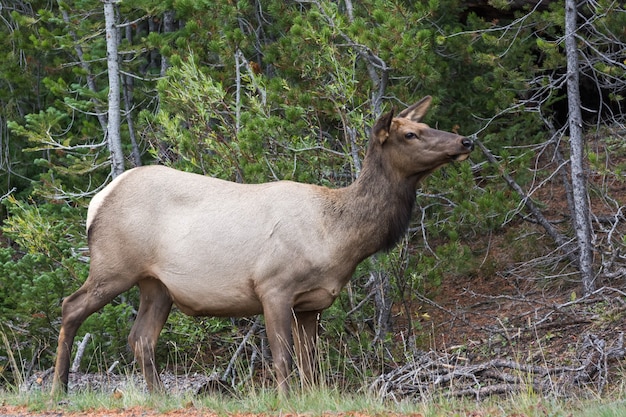 Alce o Wapiti Cervus canadensis