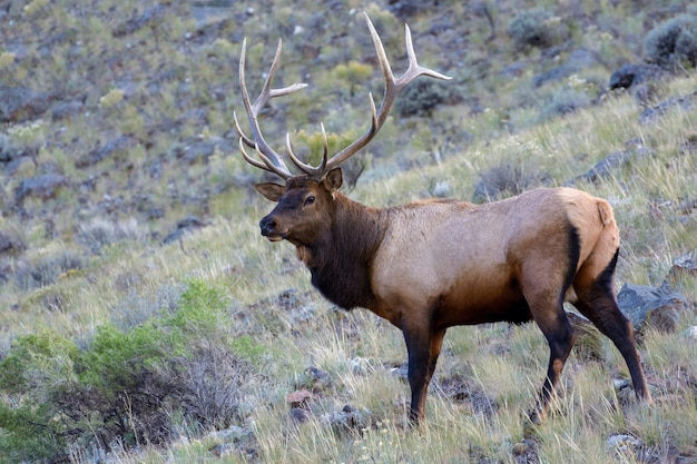 Alce o Wapiti Cervus canadensis