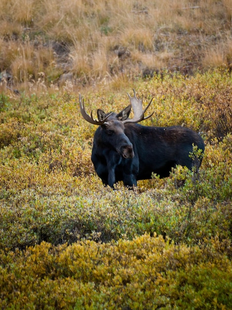 Alce toro in Colorado.