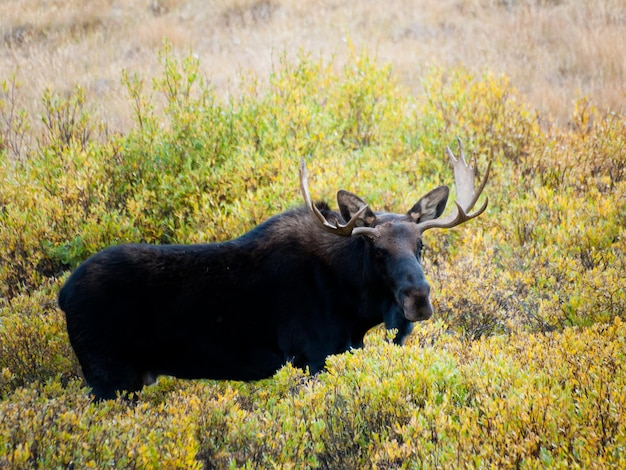 Alce toro in Colorado.