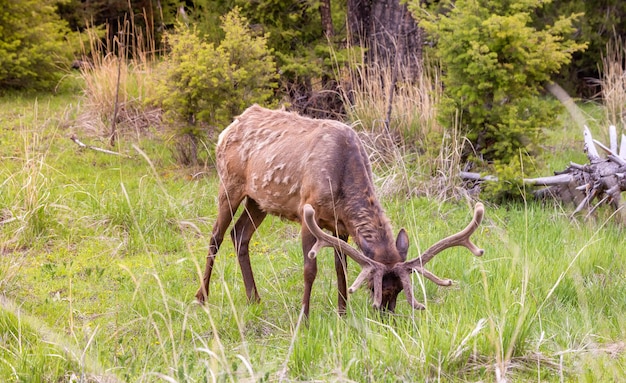 Alci che mangiano erba vicino alla foresta nel paesaggio americano