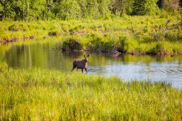 Alci nel lago. Natura della fauna selvatica negli Stati Uniti.