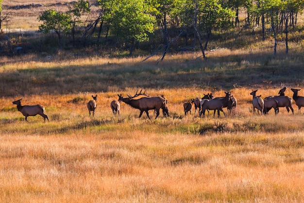 Alci selvatici al pascolo su un prato nel Parco Nazionale delle Montagne Rocciose, Colorado, Stati Uniti