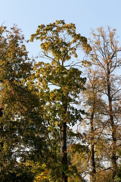 Alcune cime di alberi decidui nella stagione autunnale, foresta