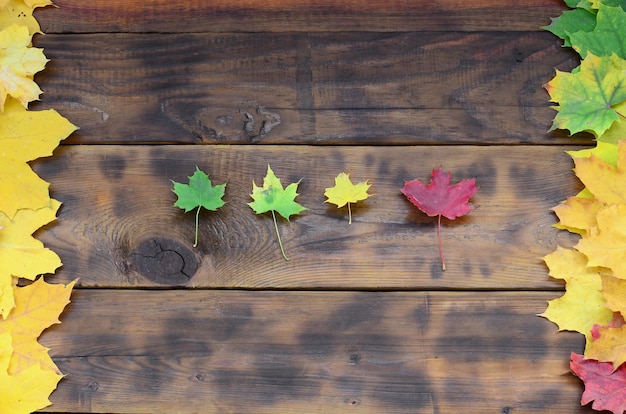 Alcune delle foglie d&#39;autunno cadute ingiallimento di diversi colori sulla superficie di fondo di tavole di legno naturale di colore marrone scuro
