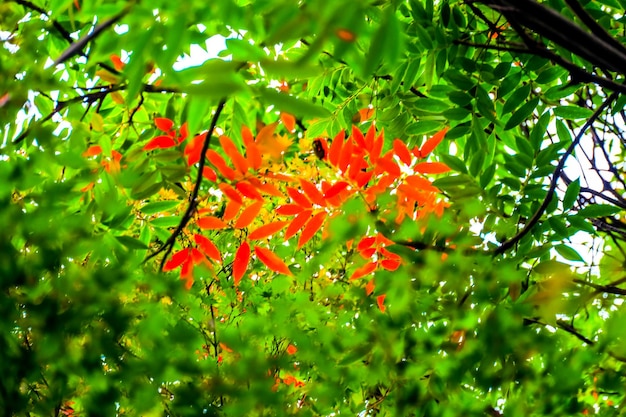 Alcune foglie di acero rosso all'inizio dell'autunno al parco di Ueno