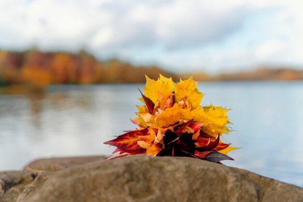 Alcune foglie di autunno sulla pietra nel parco contro il lago