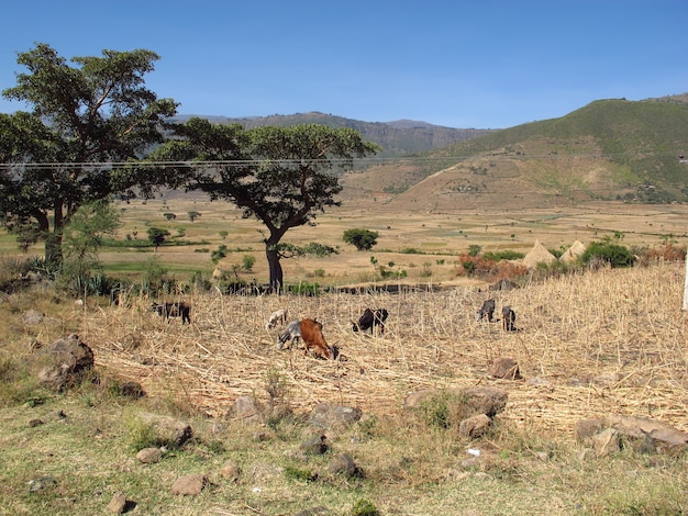 Alcune mucche sul campo dell'Etiopia