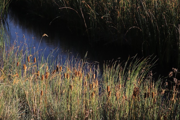 Alcune tife dall'acqua del lago