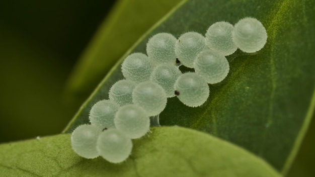 alcune uova di insetti bianchi su una foglia verde