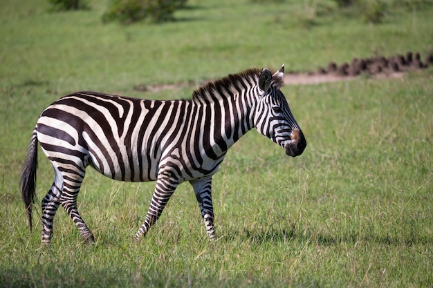 Alcune zebre corrono e pascolano nella savana