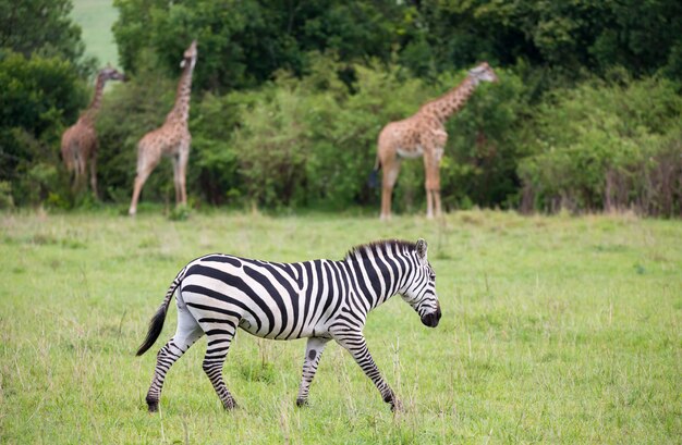 Alcune zebre nel mezzo della savana del Kenya