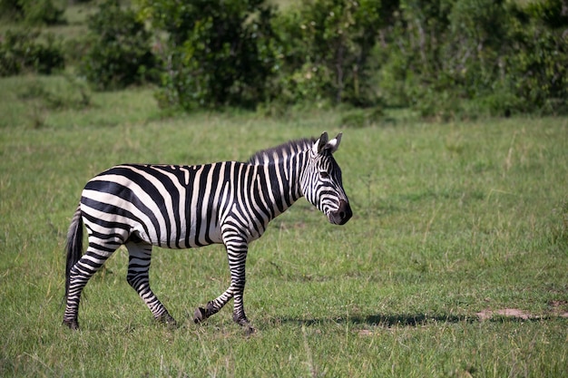 Alcune zebre nel mezzo della savana del Kenya