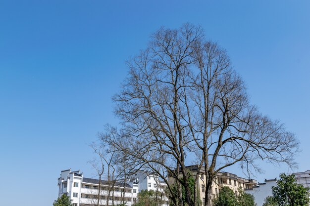 Alcuni alberi morti appendono lanterne in città