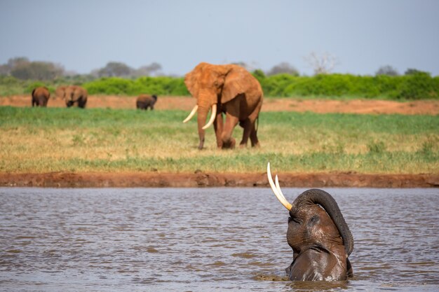 Alcuni elefanti fanno il bagno nella pozza d'acqua nella savana