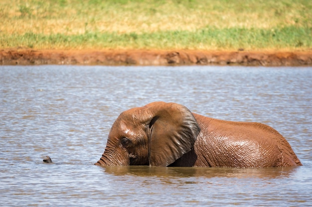 Alcuni elefanti fanno il bagno nella pozza d'acqua nella savana