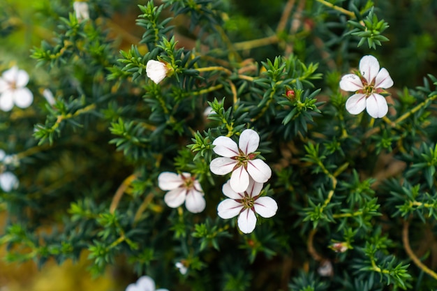 alcuni fiori bianchi con il ramo di un albero