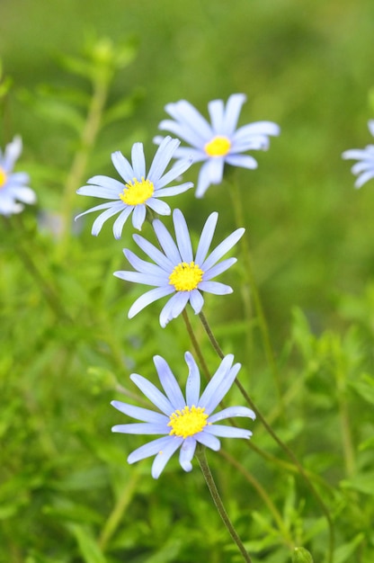 Alcuni fiori molto colorati su un giardino verde