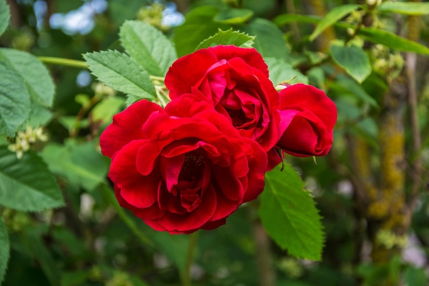 Alcuni germogli di una rosa rossa alzato con sfondo sfocato fogliame