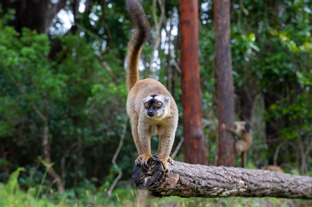 Alcuni lemuri bruni giocano nel prato e nel tronco di un albero e aspettano i visitatori