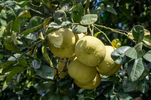 Alcuni pompelmi immaturi sull'albero di pompelmo