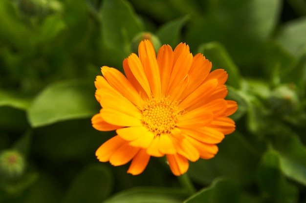 alendula fiori sfondo. Petali arancioni della pianta della calendula, primo piano