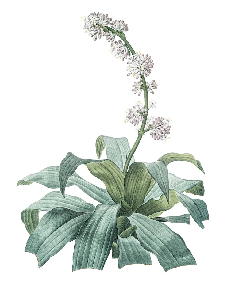 Photo aletris fragrans png sticker vintage botanical illustration transparent background