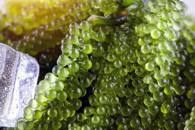 Alga caviale verde uva di mare