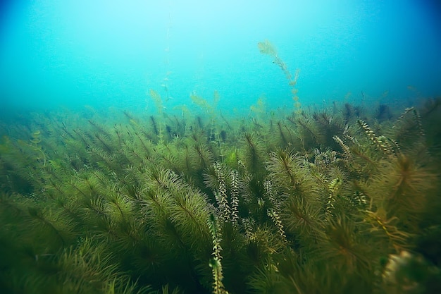 Alga paesaggio sottomarino mondo stagno d'acqua dolce