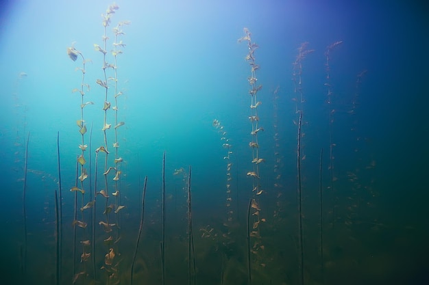 Alga paesaggio sottomarino mondo stagno d'acqua dolce