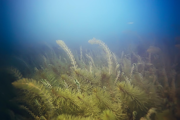 Alga paesaggio sottomarino mondo stagno d'acqua dolce