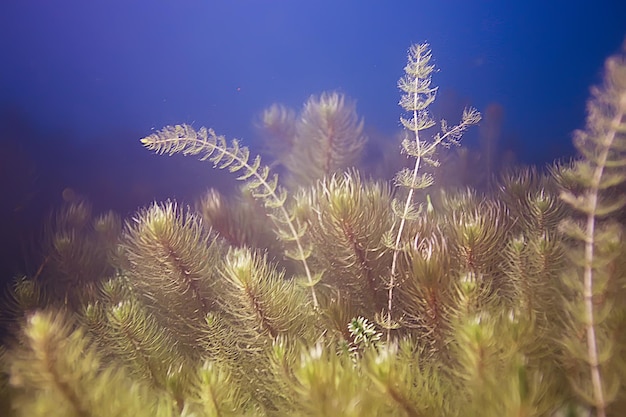 Alga paesaggio sottomarino mondo stagno d'acqua dolce
