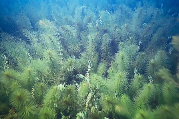 Alga paesaggio sottomarino mondo stagno d'acqua dolce