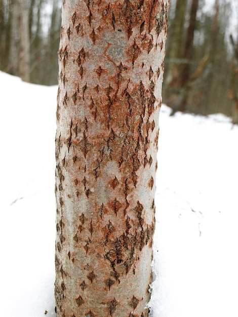 Alga verde Trentepohlia umbrina sul tronco di un albero di pioppo tremulo