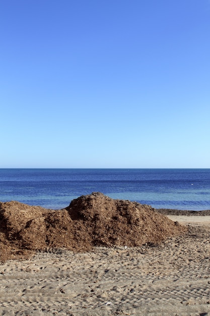 alghe alghe secche Mar Mediterraneo spiaggia ocean shore