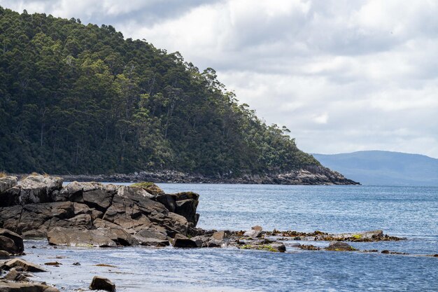 Alghe e alghe toro che crescono sulle rocce nell'oceano in australia Onde che muovono alghe sulla roccia e che scorrono con la marea in Giappone Allevamento di alghe